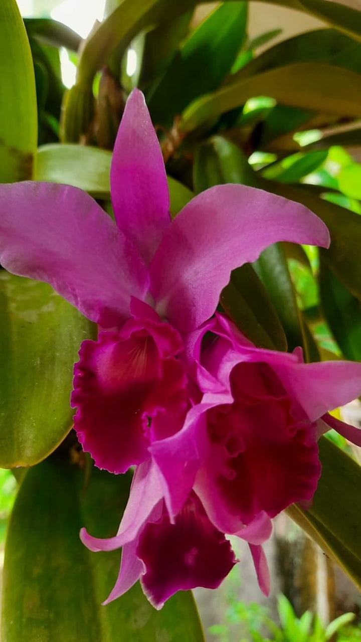Heirloom Non-GMO Cattleya Orchid Flower Seeds – High Germination Organic Garden Seeds for Exotic Indoor Blooms