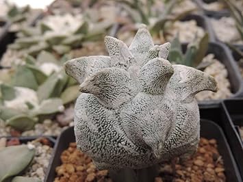 Flower Seeds, Seeds for Planting, Plant Seeds