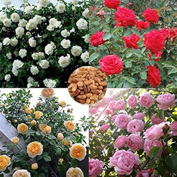 Flower Seeds, Seeds for Planting, Plant Seeds