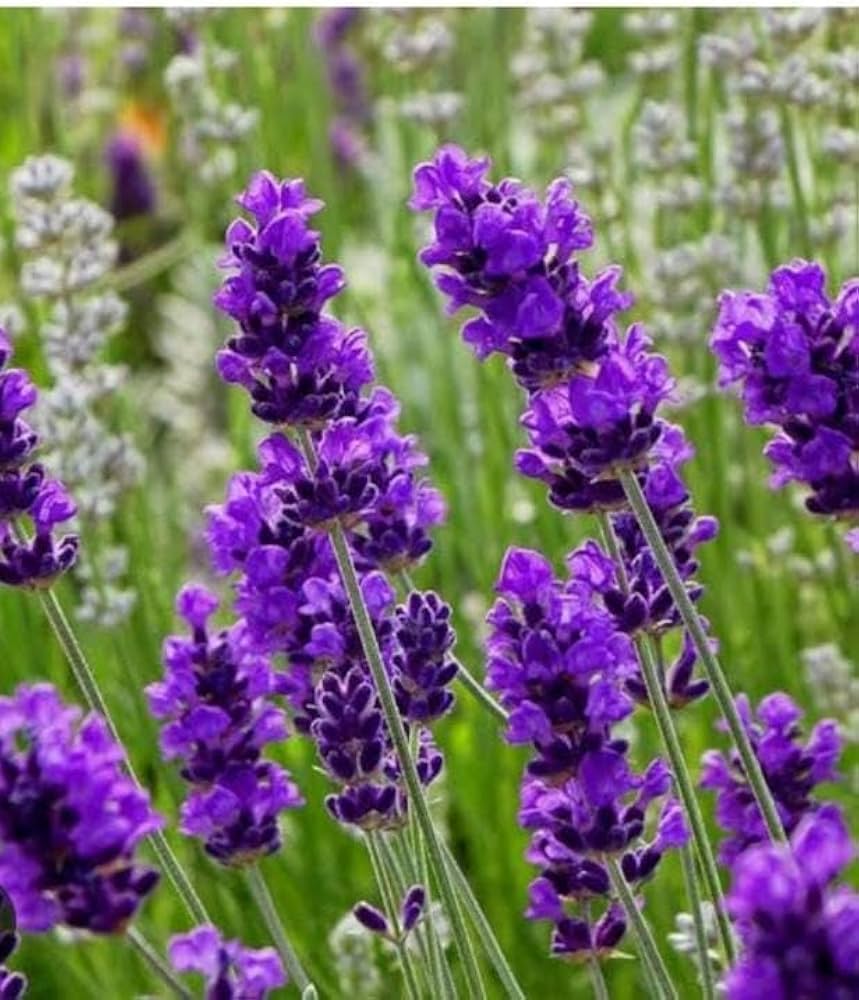 lavender dark flower seeds