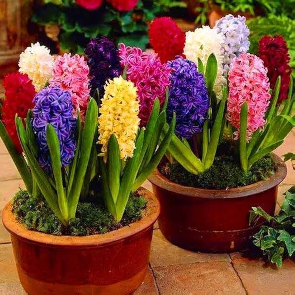 hyacinth flowering flower seeds