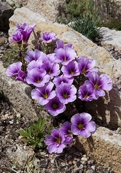 purple oxalis flower seeds