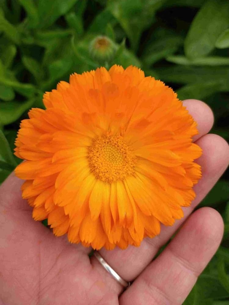 orange balls flower seeds