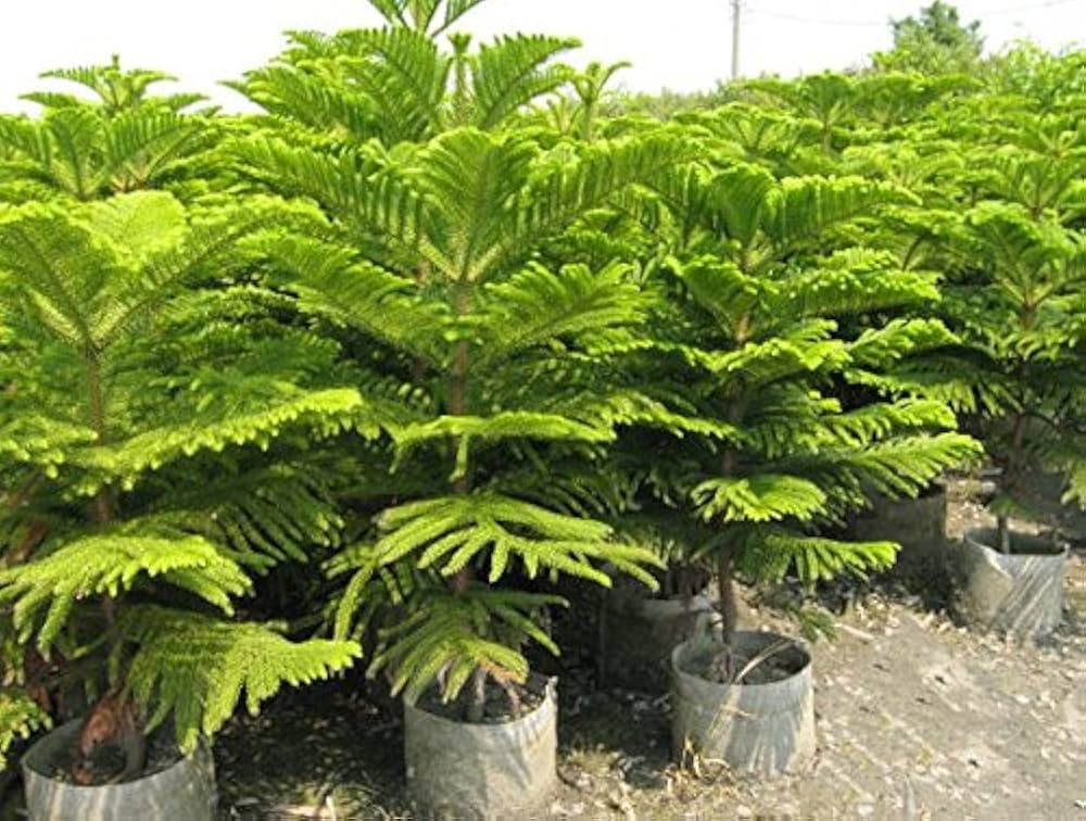 Green Araucaria Plant Seeds for Planting - 100 pcs