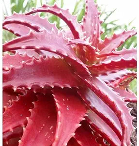 Rare Red Aloe Vera Plant Seeds for Planting-Heirloom & Non-GMO Seeds for planting