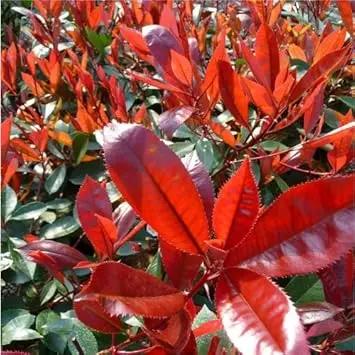 red photinia flower seeds