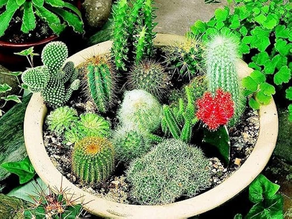 Blandede Opuntia plantefrø til udplantning - 100 stk