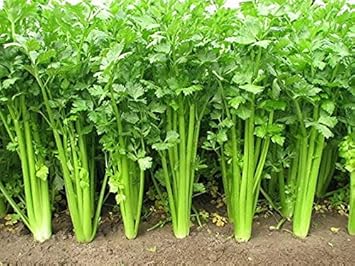 organic celery seeds for planting Heirloom Non-GMO Celery Vegetable Seeds for Planting – Crisp, Nutritio – Neeraseeds