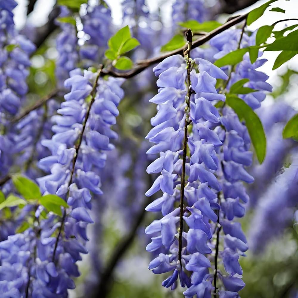 Amerikansk Wisteria (Wisteria frutescens) Blomsterfrø til plantning, 100 stk.