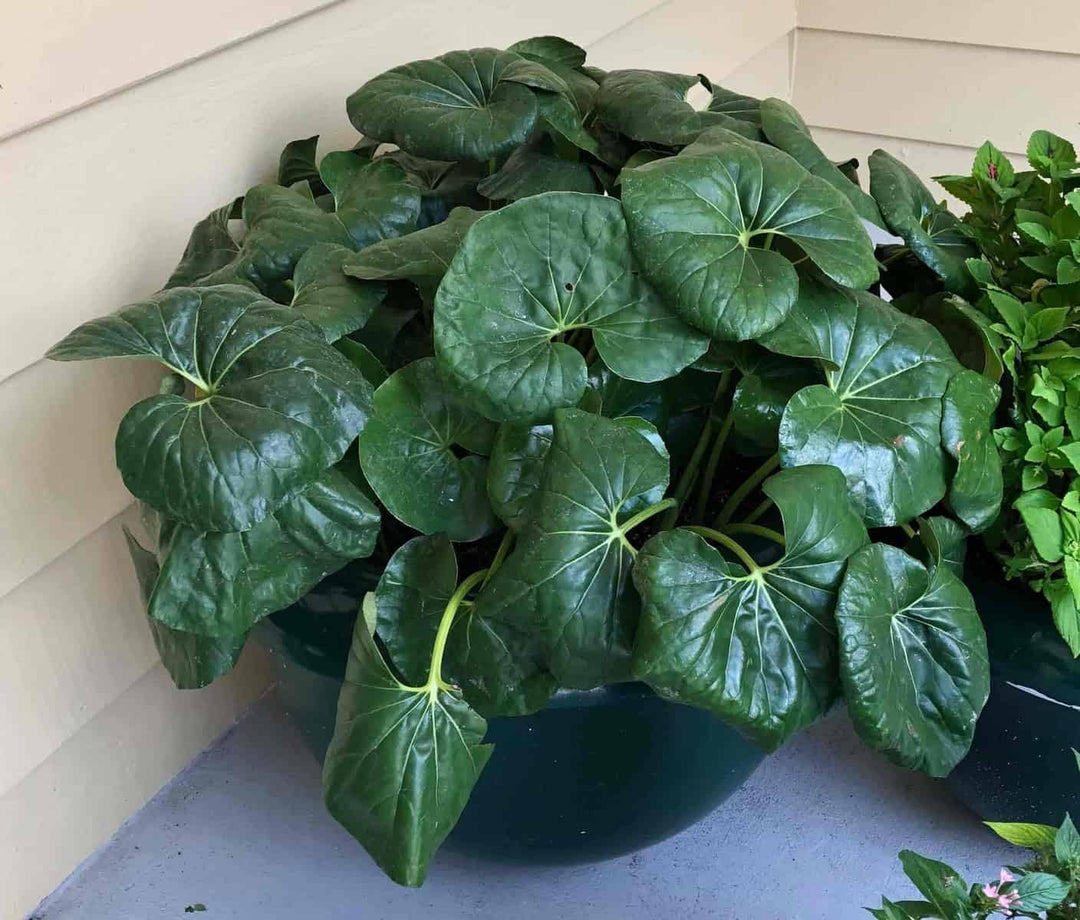tractor seat plant seeds Farfugium Japonicum Plant Seeds for Planting – Non-GMO Heirloom Organi – Neeraseeds