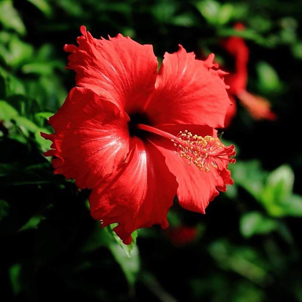 Hibiscus blomsterfrø til udplantning, friske, 100 stk