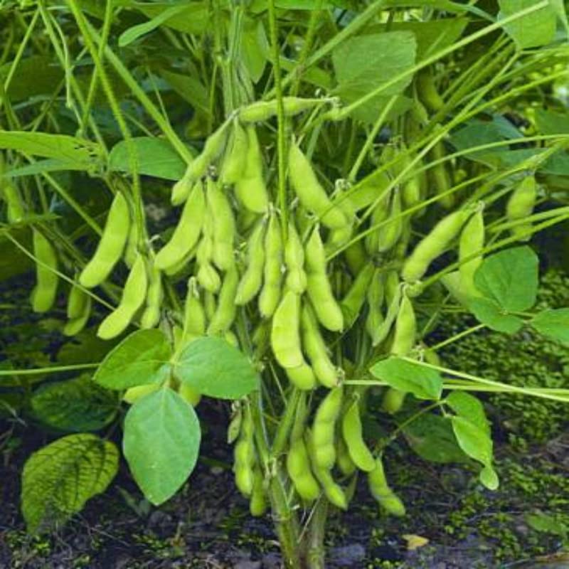 Green Soya Bean Vegetable Seeds for Planting