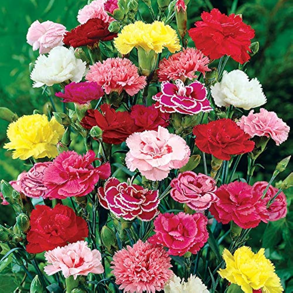 limetten prix flower seeds