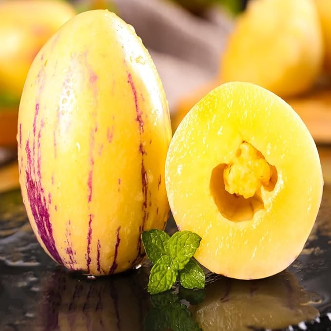 Sugar Gold Pepino Melon Fruit Seeds for  Planting - Sweet Tropical Treats, Heirloom and GMO Free Seeds for your Home Garden