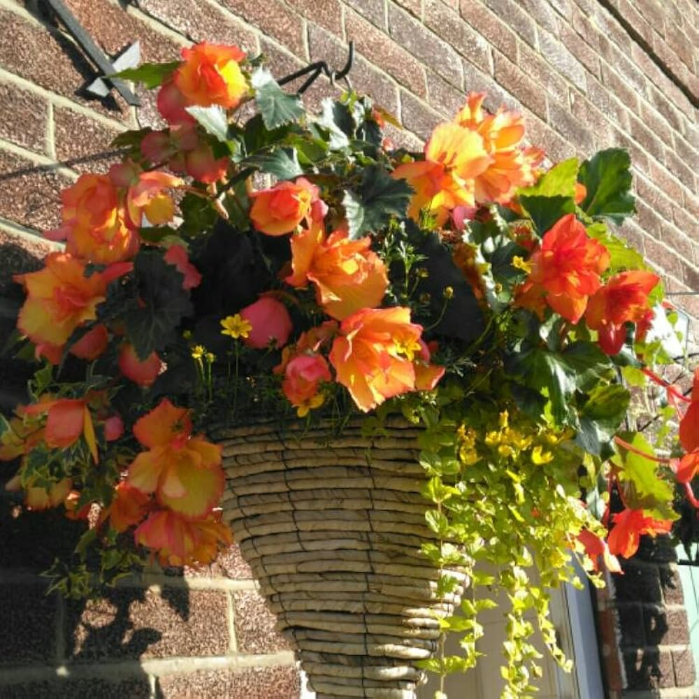 golden begonia flower seeds