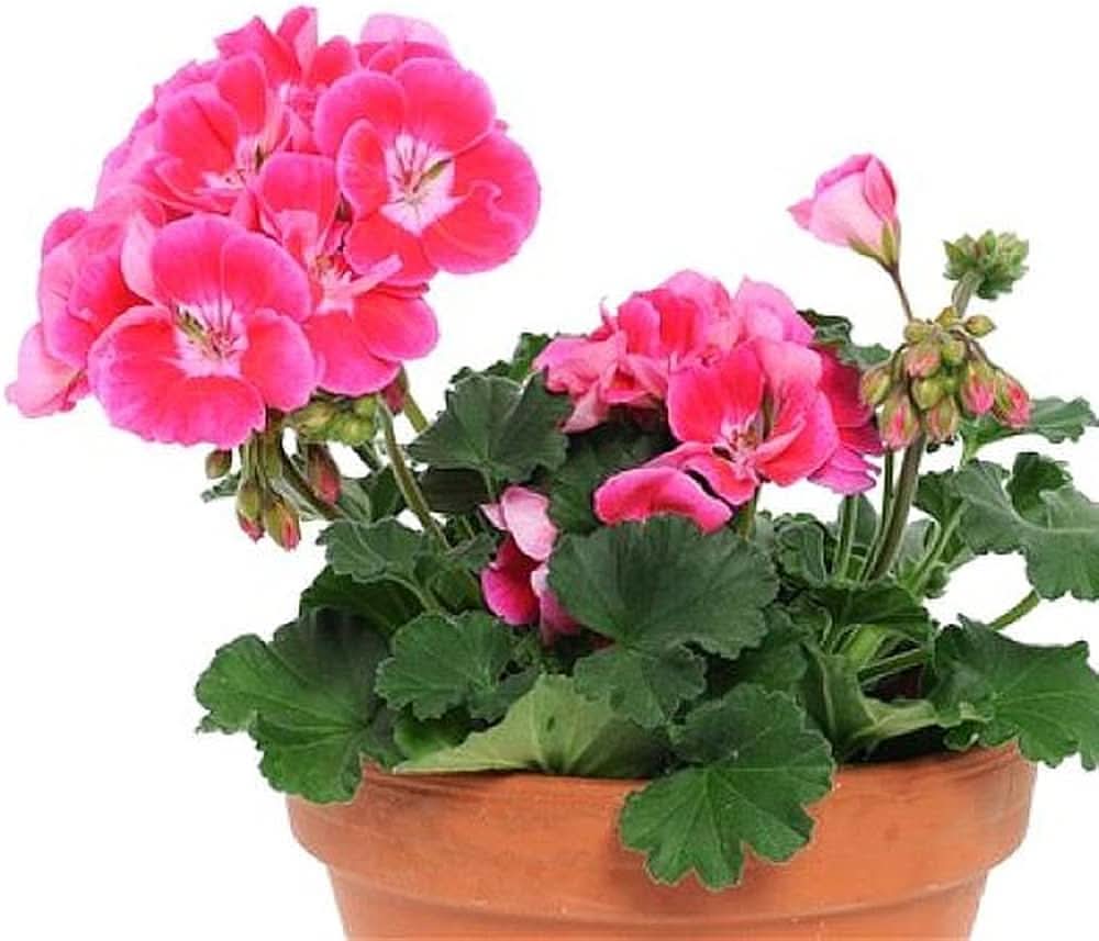 pink geranium flower seeds