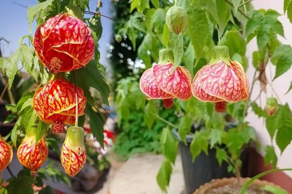 chinese lantern flower seeds