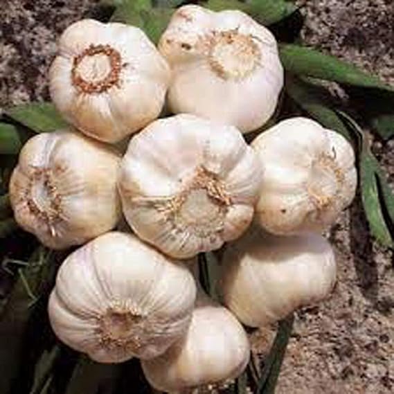 Garlic Softneck Bulbs for Planting – High Yield, Non-GMO, Cold-Hardy Garlic Seeds