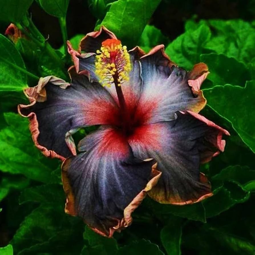 Black Rainbow Hibiscus Flower Seeds 100 pcs