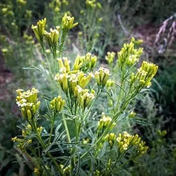 yellow tagetes flower seeds