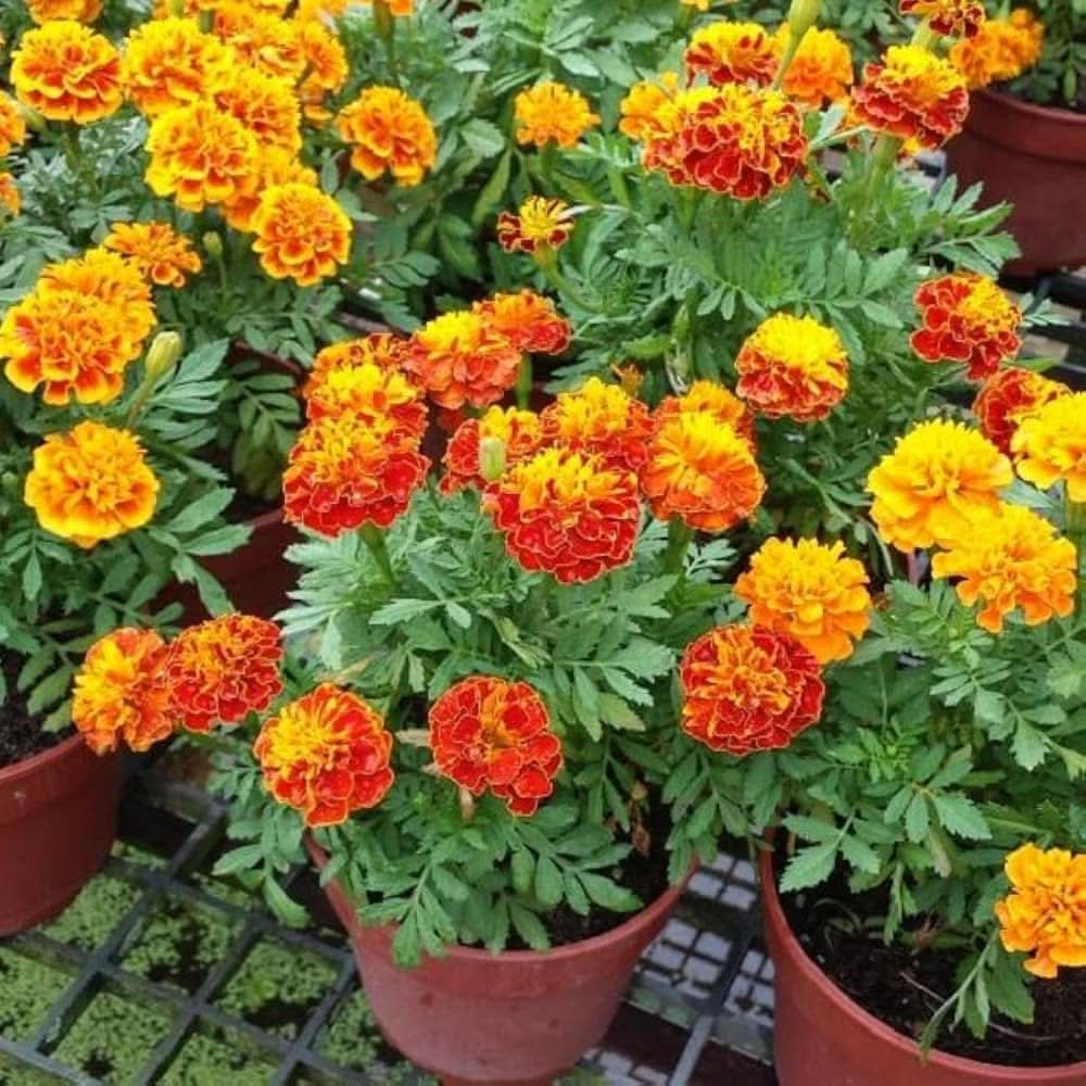 orange french flower seeds