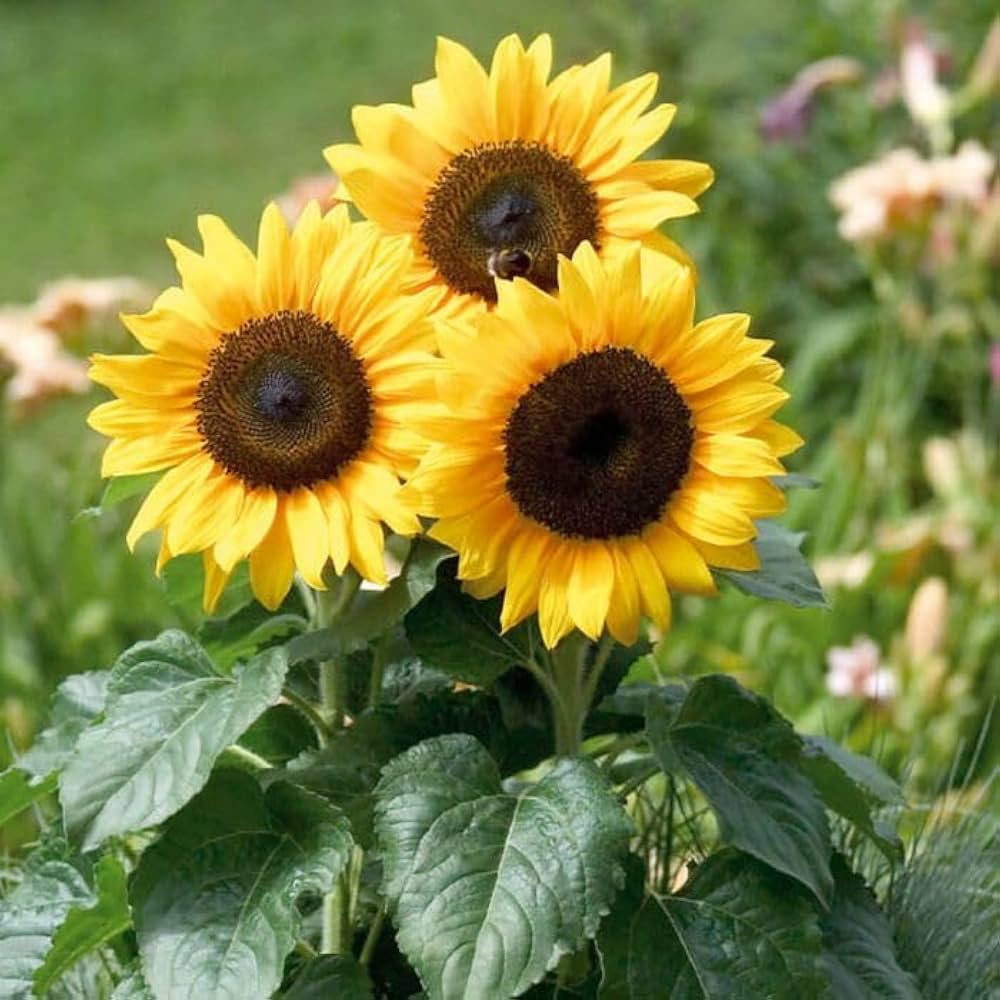 mini sunflower flower seeds
