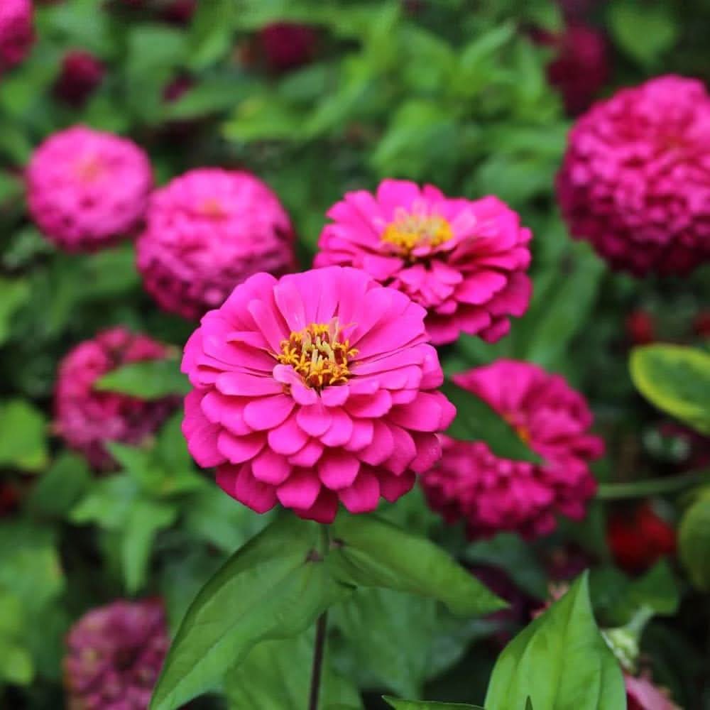 pink zinnia flower seeds