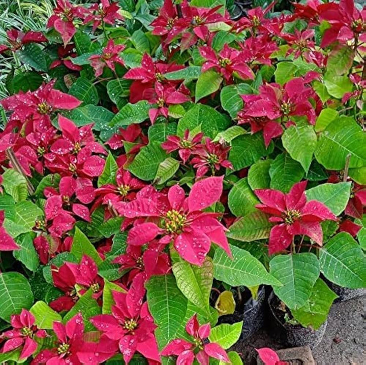 Poinsettia Flower Seeds for Planting – Heirloom, 100 pcs, Non-GMO, High Germination, Organic Garden Seeds