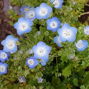 blue blue flower seeds