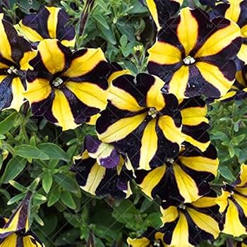 Chokolade Petunia Blomsterfrø til udplantning - 100 stk