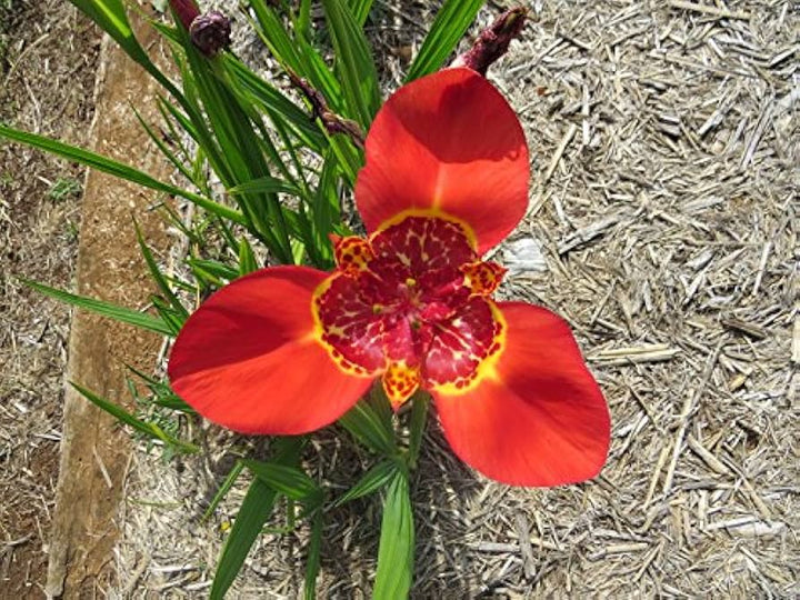 Red Tigridia Pavonia Flower Seeds for Planting, 100 pcs