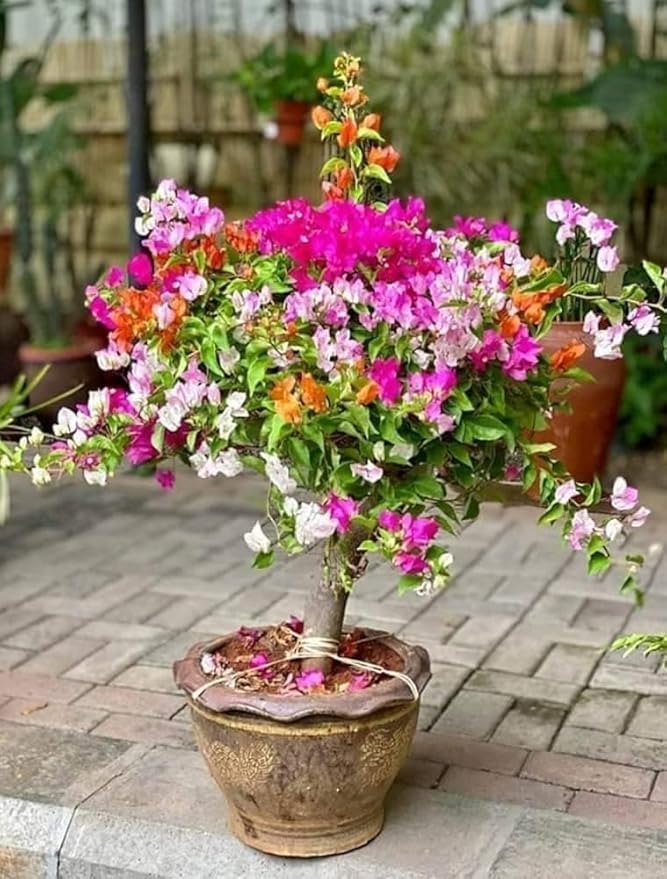bougainvillea bougainvillea flower seeds