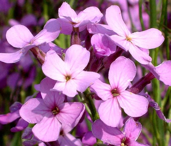 rocket hesperis flower seeds