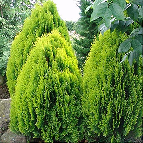 Green Thuja Orientalis Plant Seeds for Planting, heirloom & Non-GMO Seeds