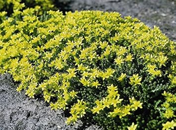 yellow heirloom flower seeds