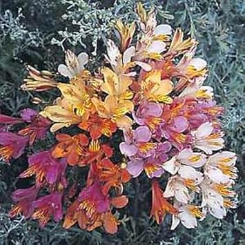 mixed alstroemeria flower seeds