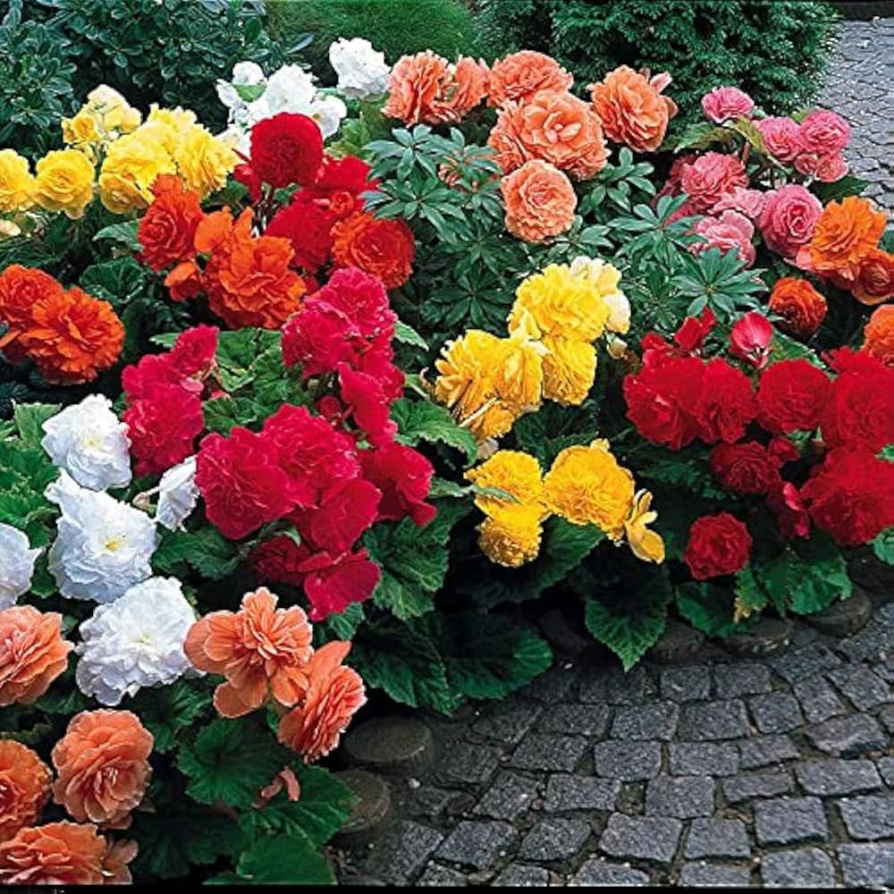 begonia begonia flower seeds