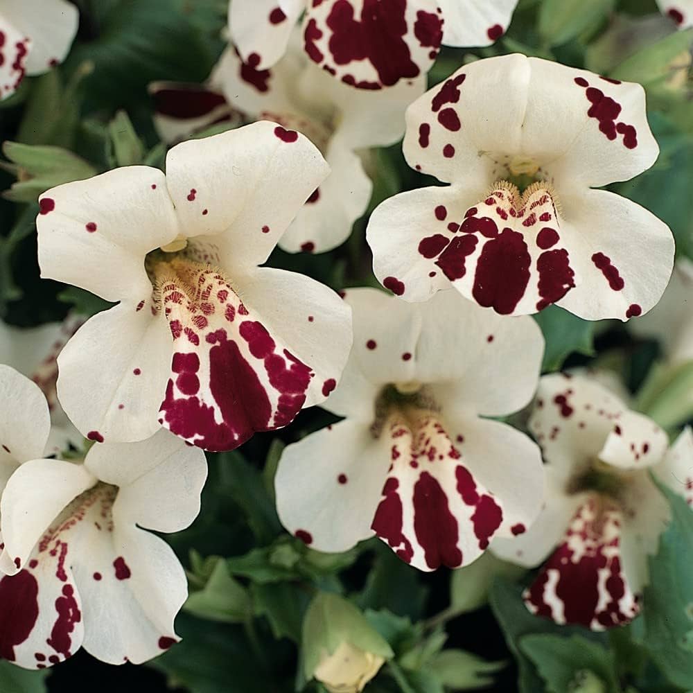 Hvide Mimulus Hybridus Blomsterfrø til udplantning 100 stk