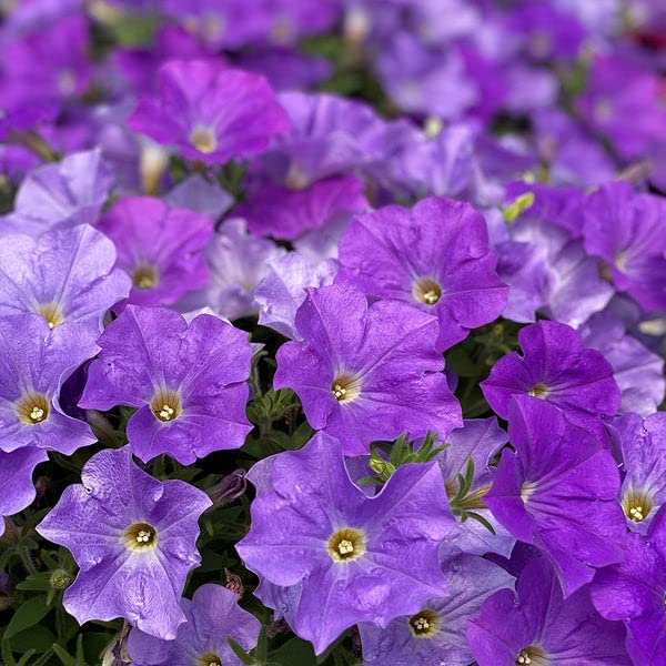 blue phantom flower seeds