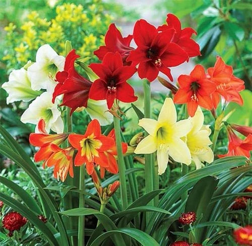 Mixed Amaryllis Bulbs Flower Seeds for Planting - 100 pcs