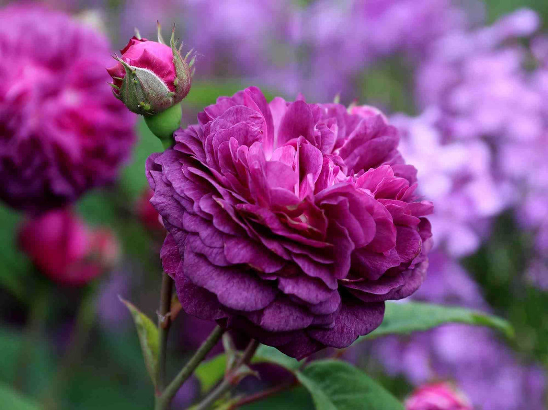 purple climbing flower seeds