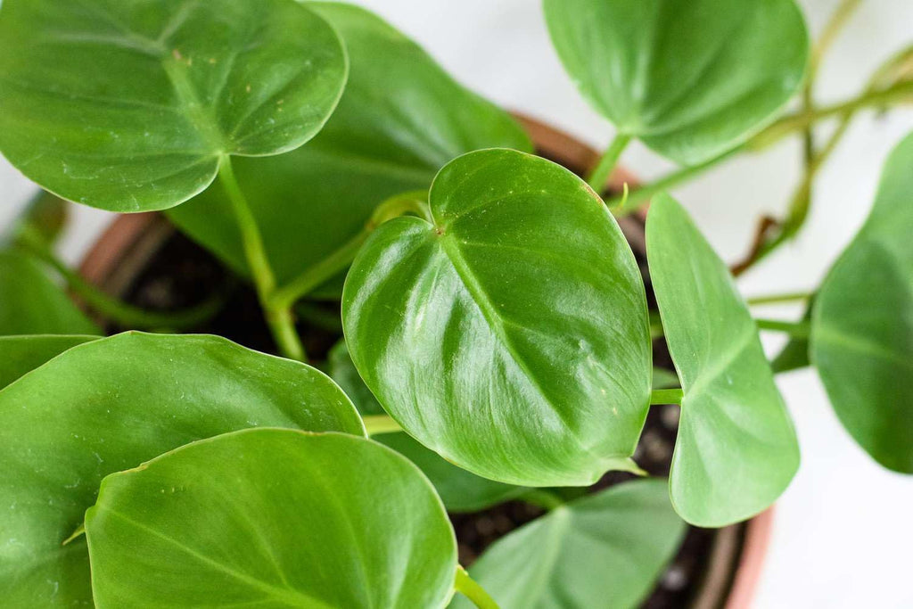 philodendron from seed Philodendron Seeds – Heirloom Non-GMO – Neeraseeds