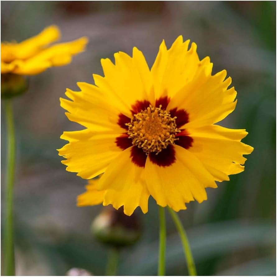 coreopsis largeflower flower seeds