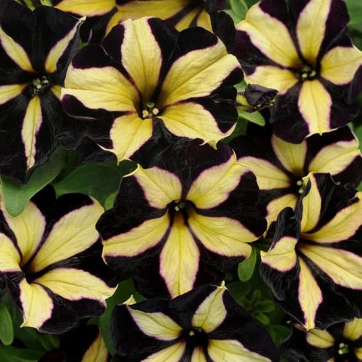 Black Yellow Petunia Flower Seeds 100 pcs