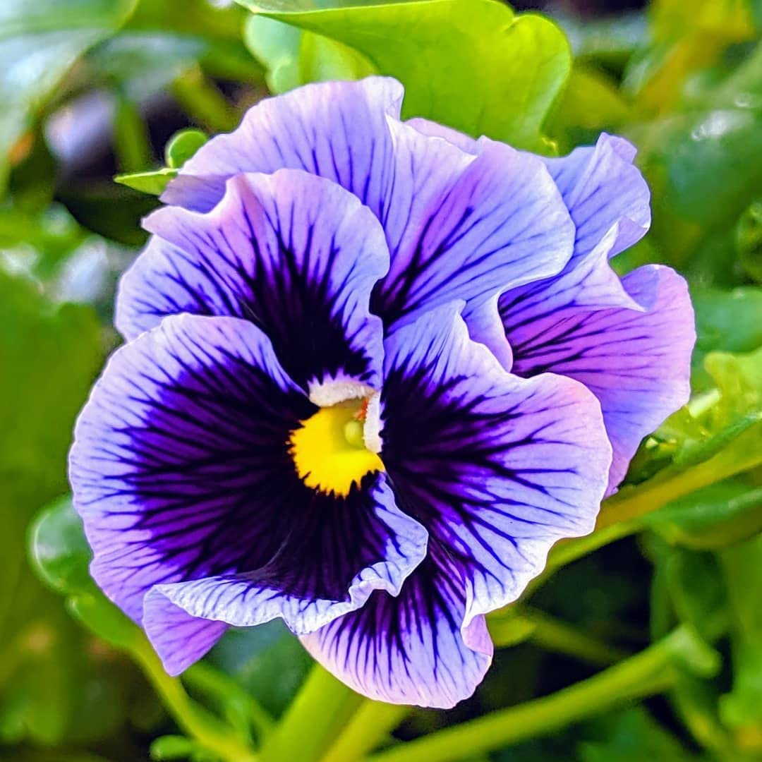 Mix Pansy Flower Seeds for Planting - 100 pcs