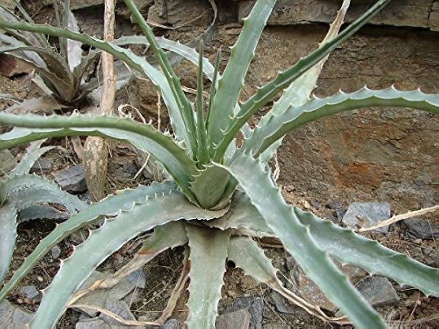 Hechtia Sp Tehuacan Seeds for Planting - 100 pcs