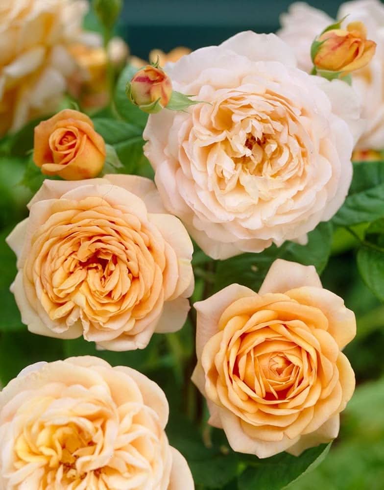 rose rosa flower seeds