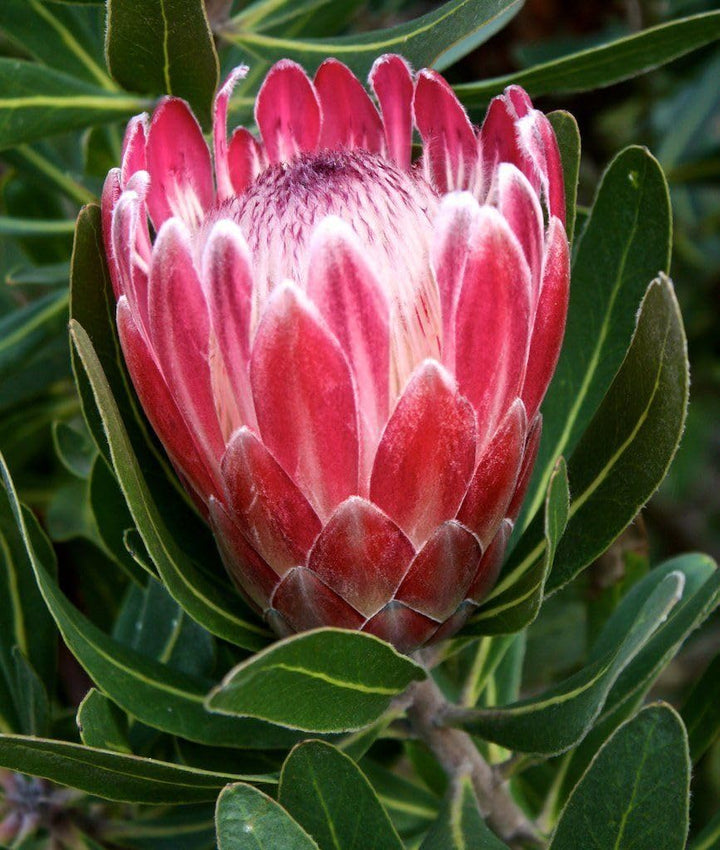 Pink White Protea Blomsterfrø til udplantning, Friske, 100 stk