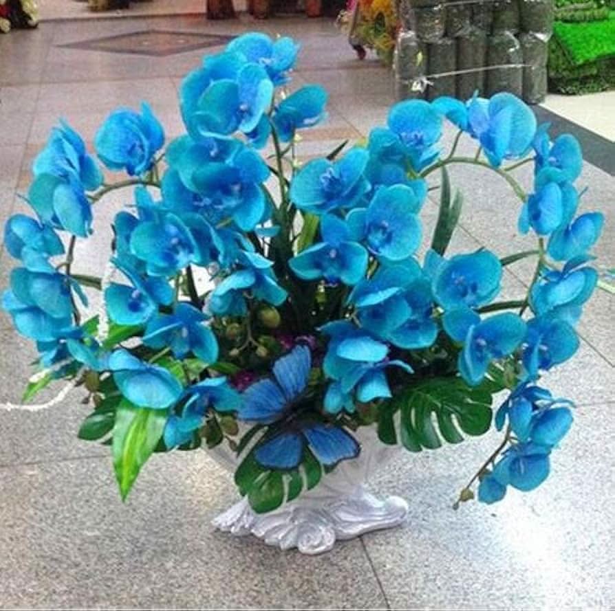 blue phalaenopsis flower seeds