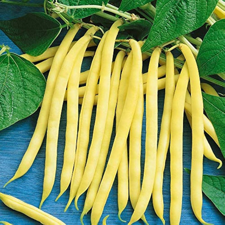 Yellow Beans Vegetable Seeds for Planting heirloom & Non-GMO Seeds